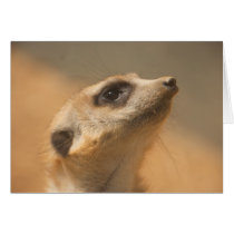 Meerkat cards