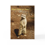 meerkat cards