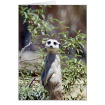 Meerkat Card