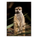 Meerkat cards by Lduskis Meerkat cards