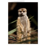 Meerkat cards