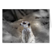 Meerkat Card