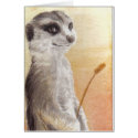 Meerkat cards