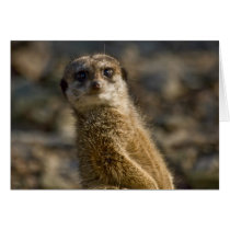 Meerkat Greeting Card