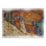 Meerkat Card