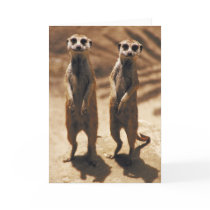 Meerkat cards
