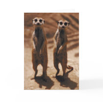 Meerkat Duo Card