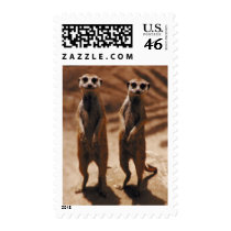 Meerkat Duo Stamp