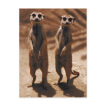 Meerkat Duo postcards