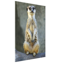 Meerkat en deber de guardia impresiones de lienzo