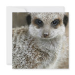 Meerkat Face Invitations