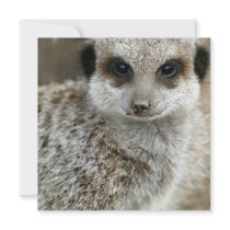 Meerkat Face Invitations