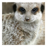 Meerkat Face Invitations
