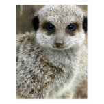 Meerkat Face Postcard