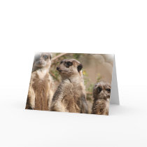 Meerkat Family Greeting Card