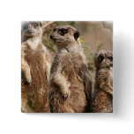 Meerkat Family Square Pin