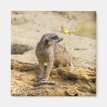 Meerkat Fridge Magnet