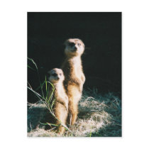 Meerkat Friends Post Card postcards by aestheticchaos Meerkat Friends Post Card postcards
