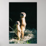 Meerkat Friends Poster