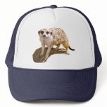 Meerkat Gift hats