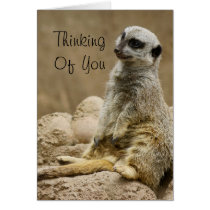 Meerkat cards