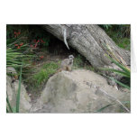 Meerkat Greeting Cards