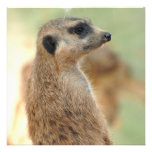 Meerkat Guard Invitations