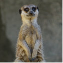 Meerkat Guard Photo Sculpture photo sculptures by FNolan Meerkat Guard Photo Sculpture photo sculptures