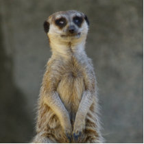 Meerkat Guard Photo Sculpture photo sculptures