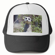 Meerkat Hat