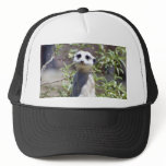 Meerkat Hat