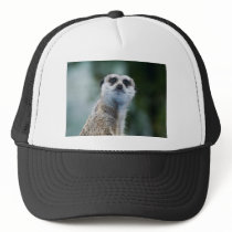 Meerkat Hat