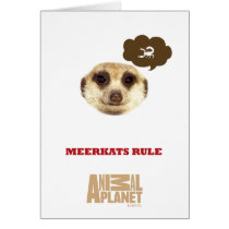 Meerkat Head Card