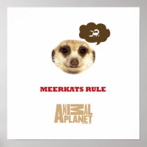 Meerkat Head Poster