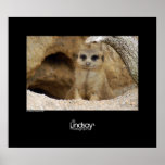 Meerkat Hello Print