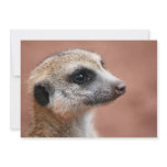 Meerkat Invitation