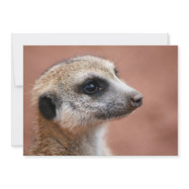 Meerkat Invitation