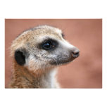 Meerkat Invitation