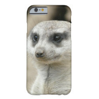 Meerkat iPhone 6 Case
