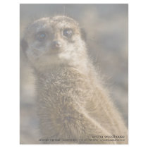 Meerkat Letterhead