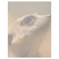 Meerkat letterhead