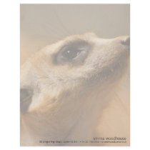 Meerkat letterhead