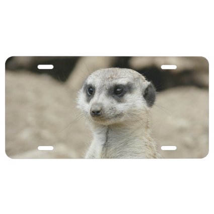 Meerkat License Plate