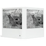 Meerkat looking at viewer photogarph picture binders