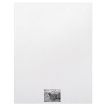 Meerkat looking at viewer photogarph picture letterhead template