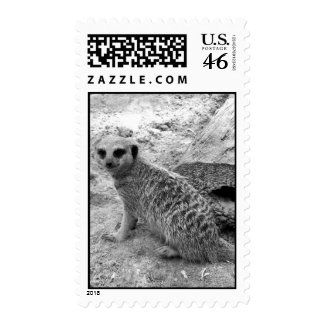 Meerkat looking at viewer photogarph picture stamp