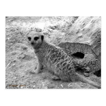 Meerkat looking at viewer photogarph picture postcard