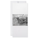 Meerkat looking at viewer photogarph picture full color rack card