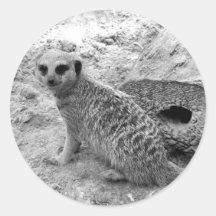 Meerkat looking at viewer photogarph picture round stickers