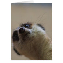 Meerkat Looking Dramatic Greeting Card